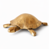 Tortoise 4