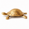 Tortoise 7