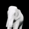 White Elephant 2