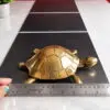 Tortoise 6