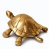 Tortoise 4