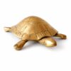 Tortoise 7