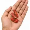Moonga (Red Coral) Stone for Mars – Energised Vastu Remedy for Home 1