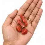 Moonga (Red Coral) Stone for Mars – Energised Vastu Remedy for Home
